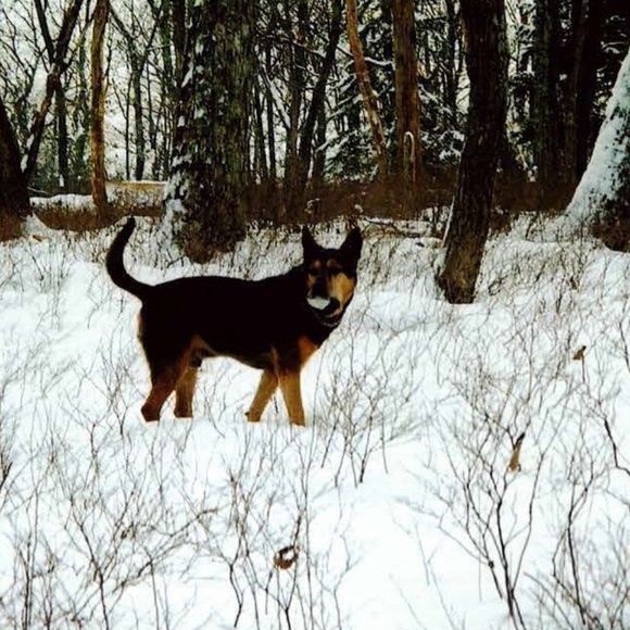 Smokey at the Beach - Picture 4 of 5